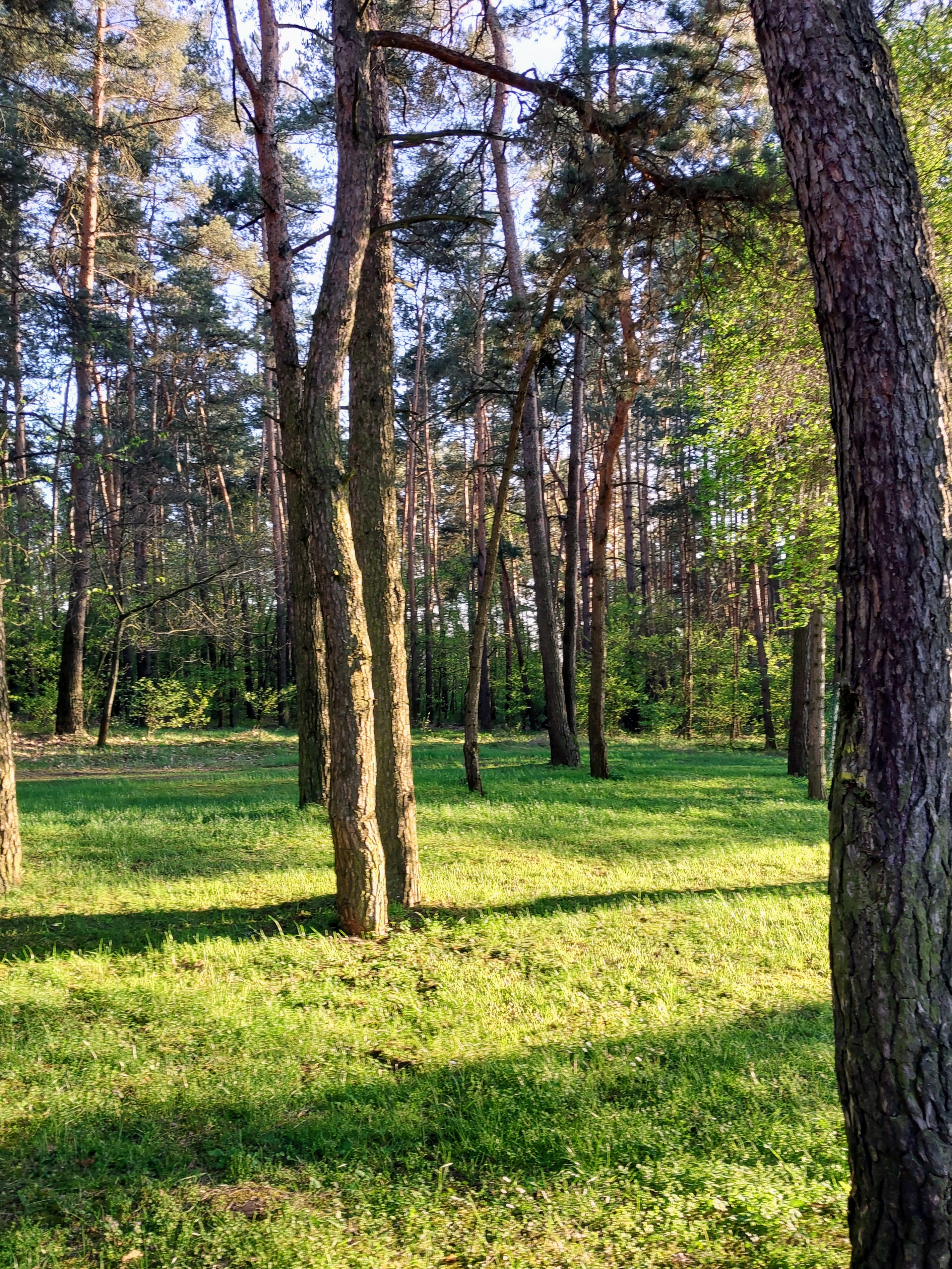 Naturalne ozdoby z szyszek daglesia